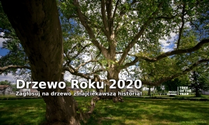Konkurs Drzewo Roku 2021 – czekamy na zgłoszenia!