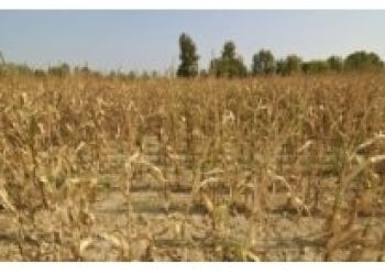 Szacowanie szkód spowodowanych suszą